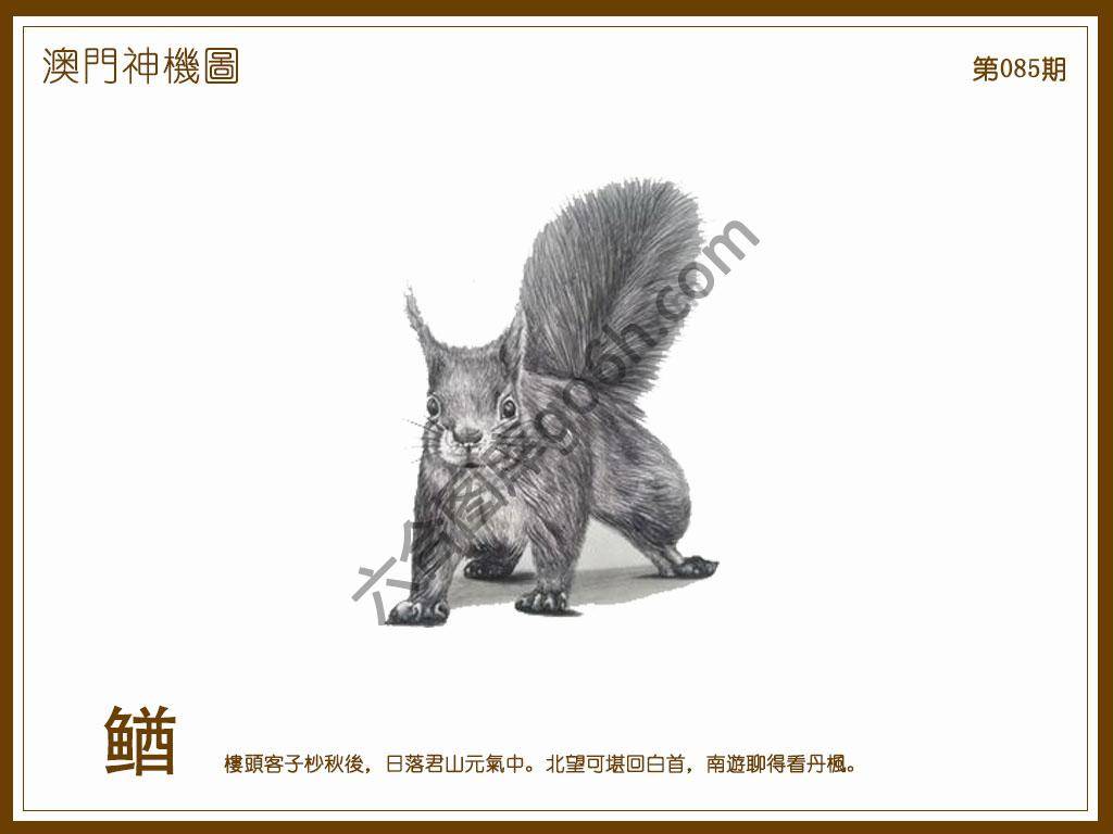 澳门神机图