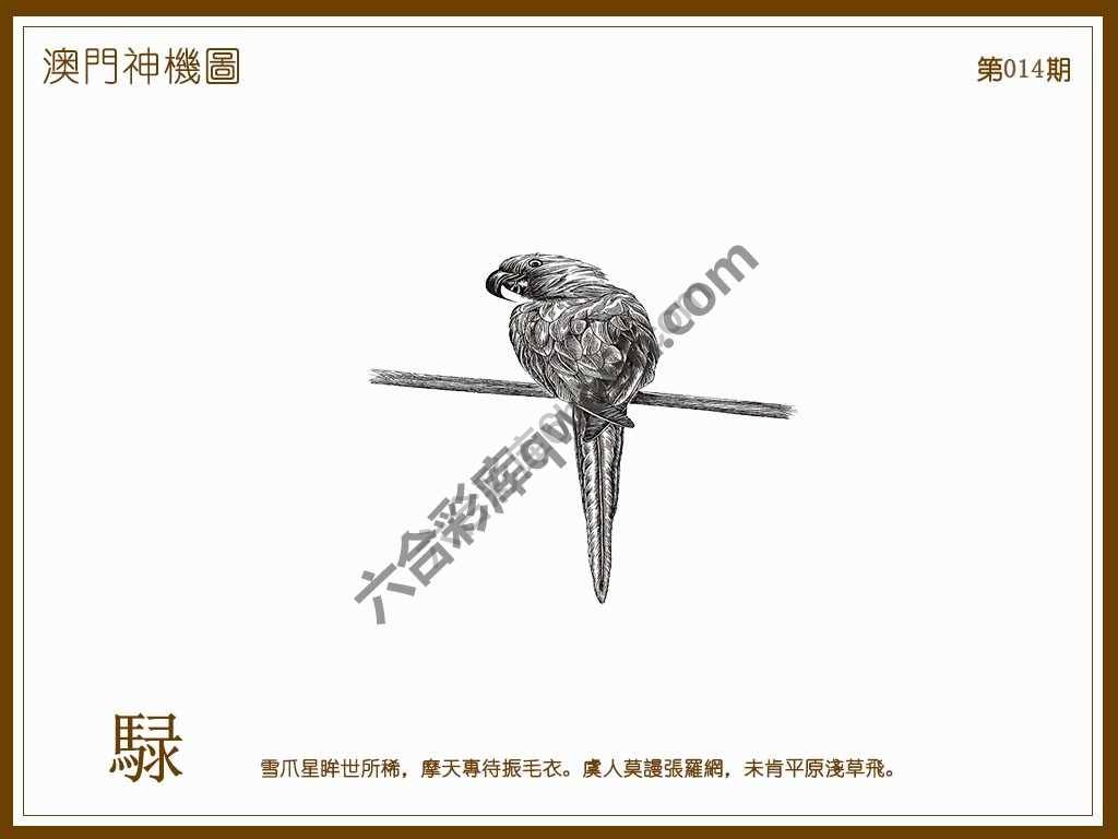澳门神机图