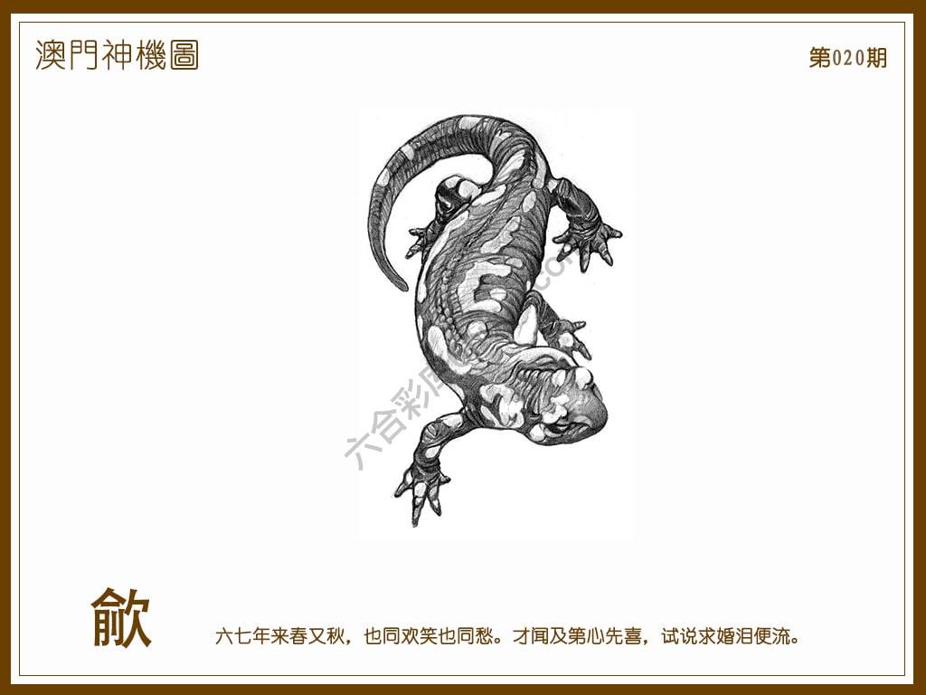 澳门神机图