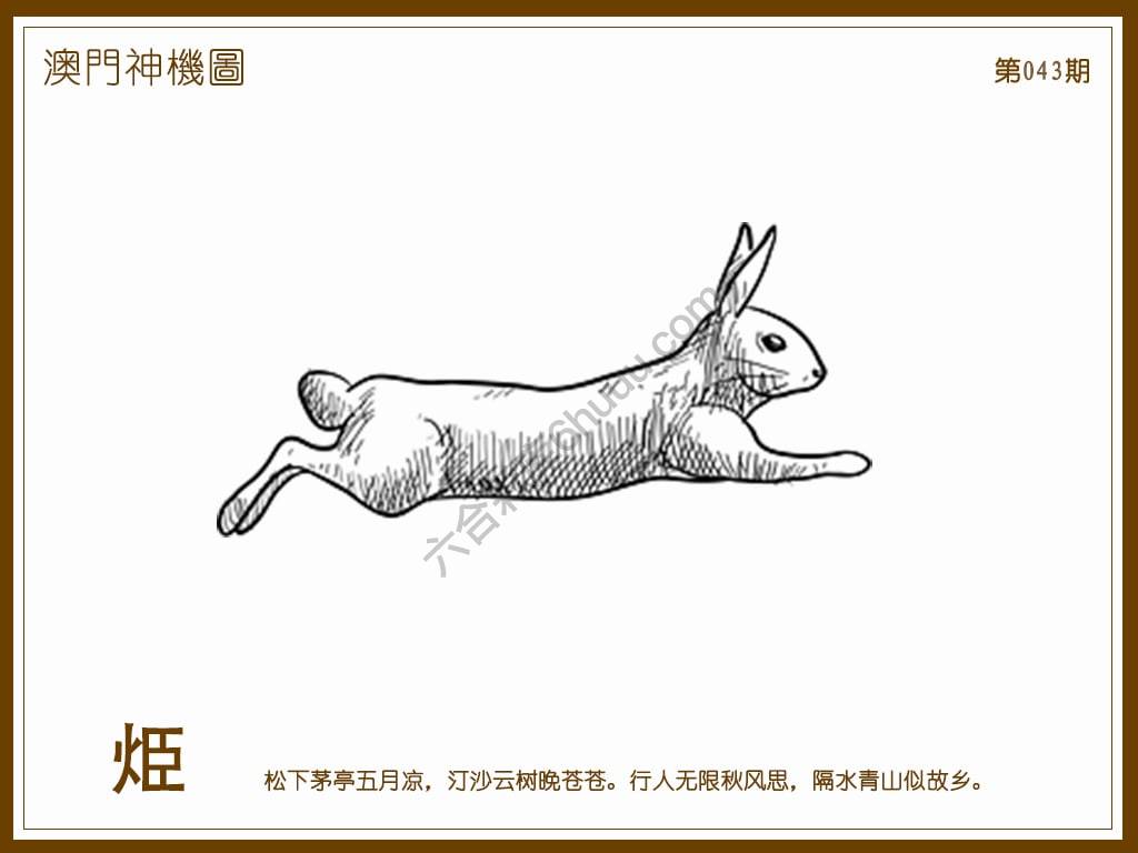 澳门神机图