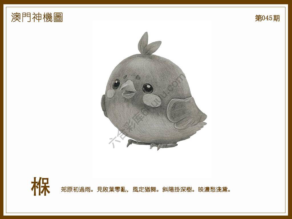 澳门神机图
