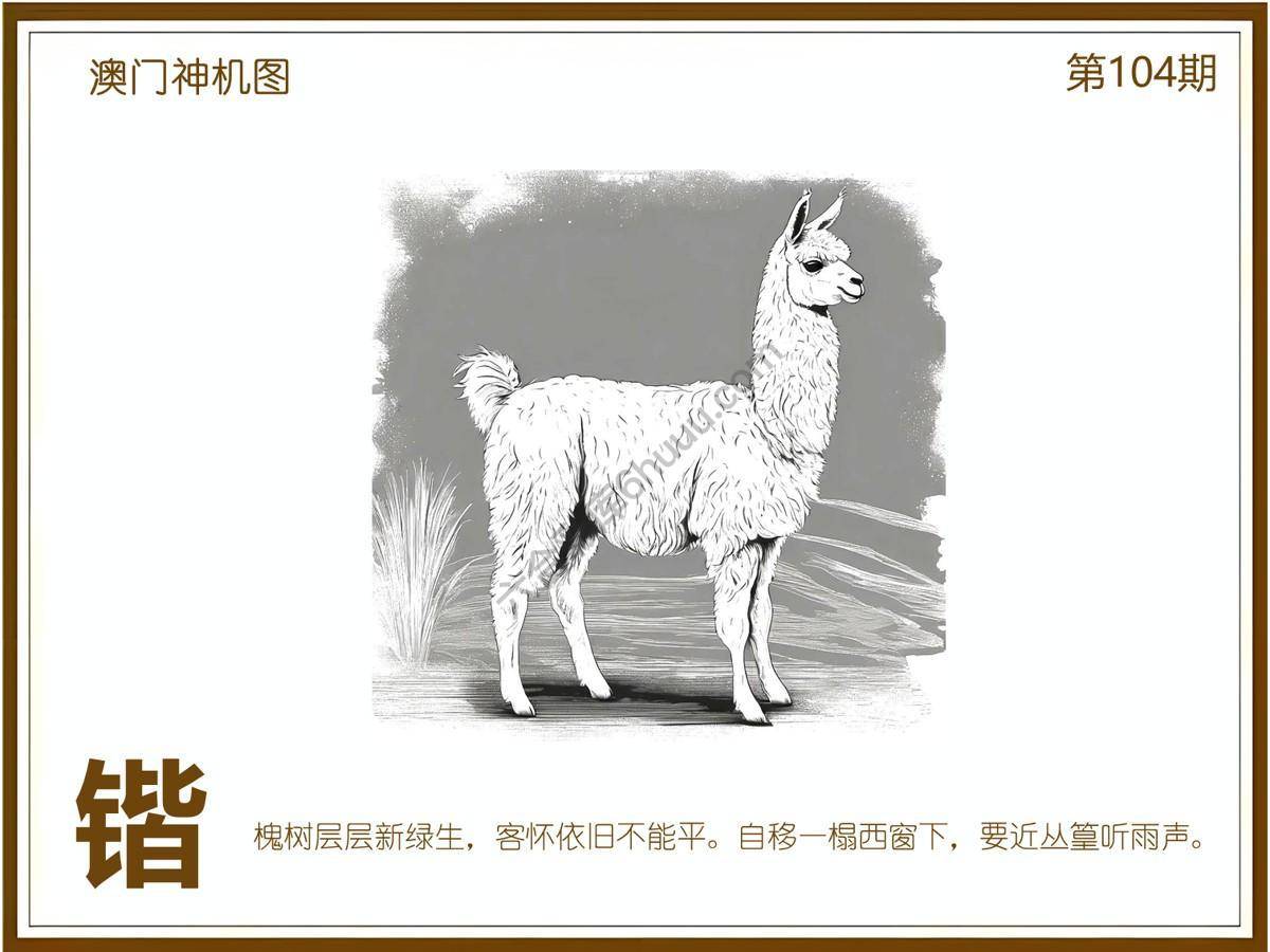 澳门神机图