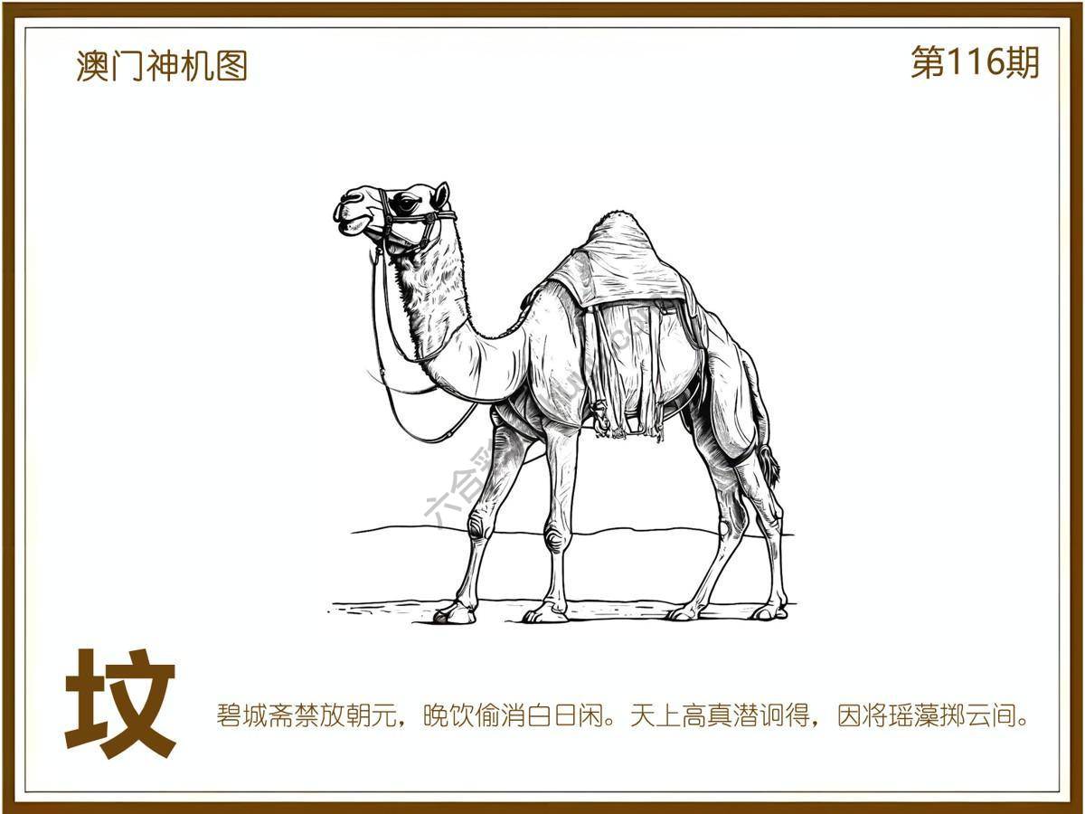 澳门神机图