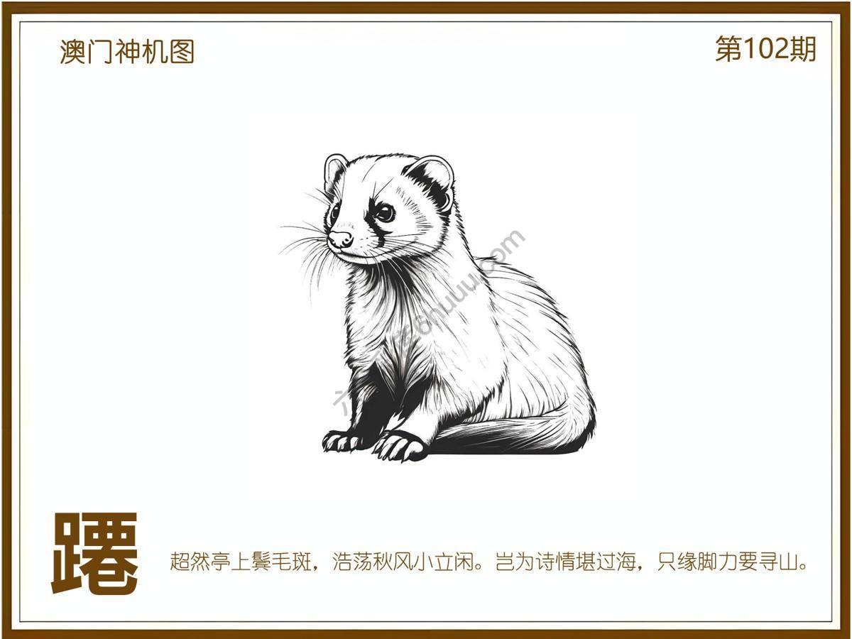 澳门神机图