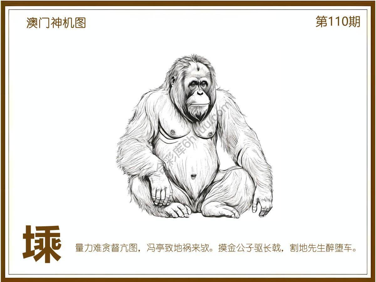 澳门神机图